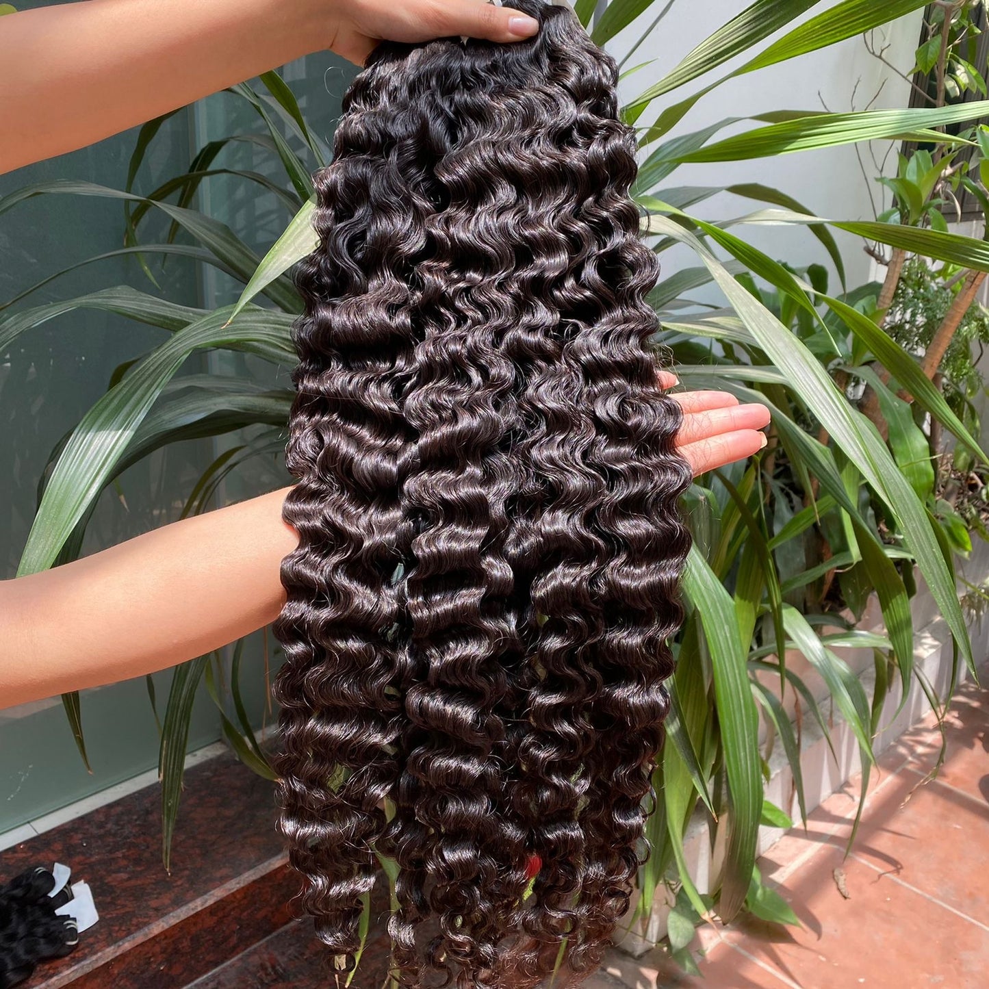 Burmese Curly